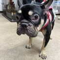 イケメン　フレンチブルドッグ　クロちゃん