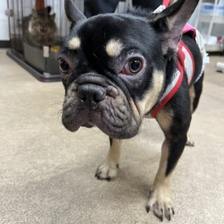 イケメン　フレンチブルドッグ　クロちゃん