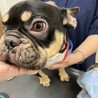 イケメン　フレンチブルドッグ　クロちゃん