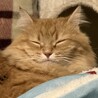としーお