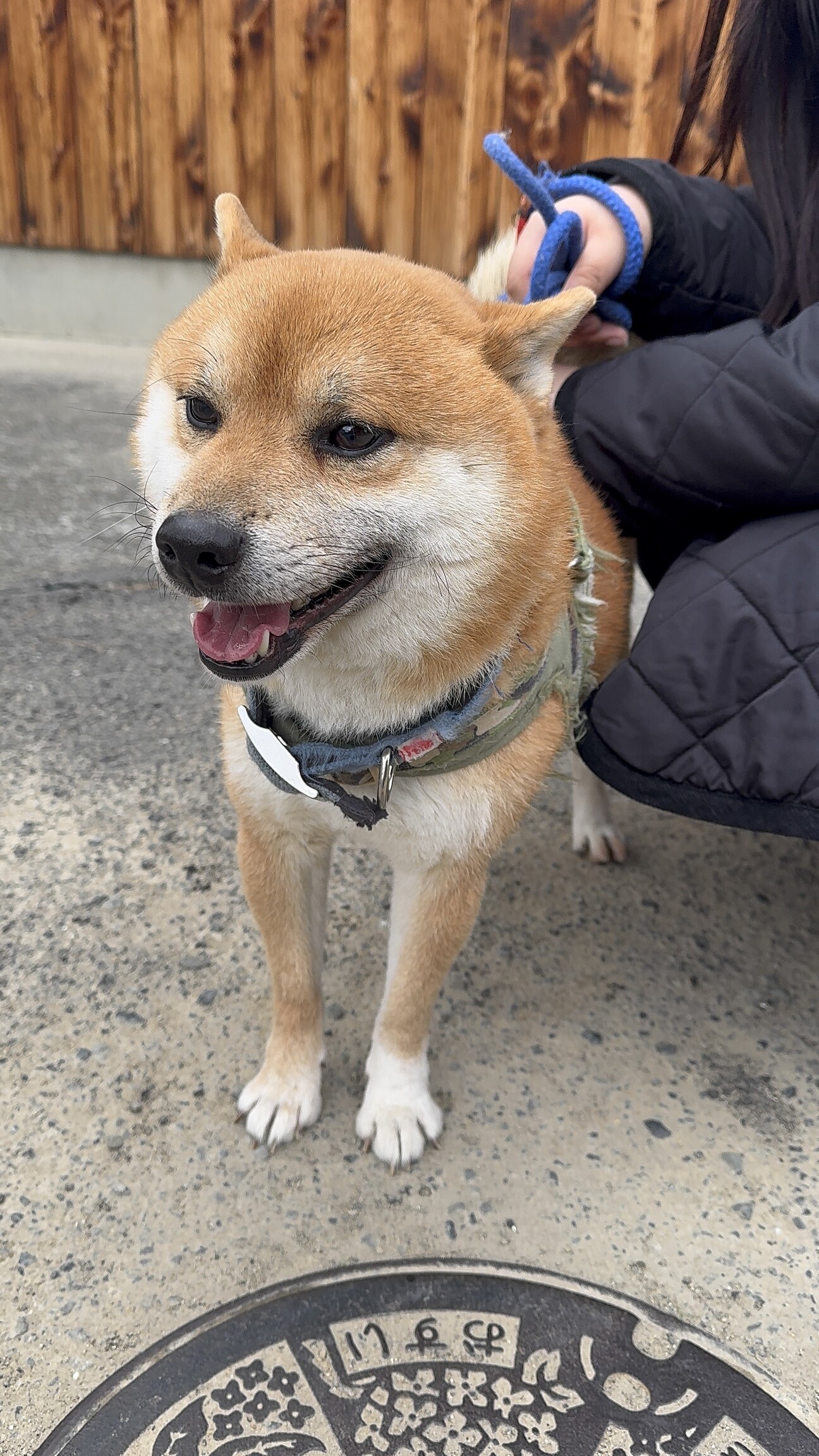 柴犬（茶柴）保護犬⭐︎男...」和歌山県 - 犬の里親募集(537418) 1枚目 