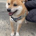柴犬（茶柴）保護犬⭐︎男の子 6才／人懐っこい★