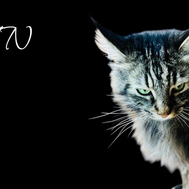 しゃあ猫団のカバー写真