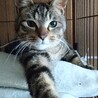 リラックス甘えん坊キジトラかなた君25年春生れ サムネイル3