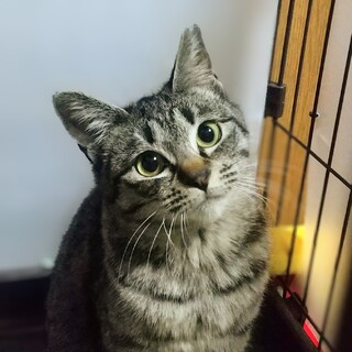 人慣れヨシ！小柄なキジトラ女の子はるか25年春生れ