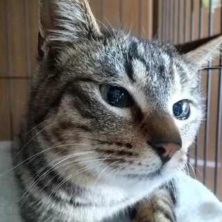 リラックス甘えん坊キジトラかなた君25年春生れ