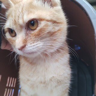 チャコ・スリスリ初心者向きの猫ちゃんです