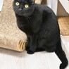 クロ：なでたらごろん！食いしん坊な黒猫くん サムネイル4