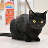 クロ：なでたらごろん！食いしん坊な黒猫くん サムネイル5