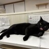 クロ：なでたらごろん！食いしん坊な黒猫くん サムネイル6