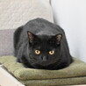 クロ：なでたらごろん！食いしん坊な黒猫くん サムネイル7