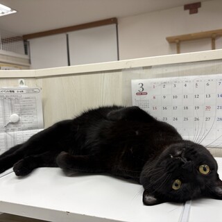 クロ：なでたらごろん！食いしん坊な黒猫くん