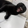 クロ：なでたらごろん！食いしん坊な黒猫くん サムネイル3