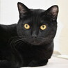 クロ：なでたらごろん！食いしん坊な黒猫くん サムネイル2