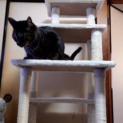 新しいキャットタワー