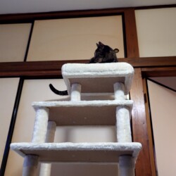 「新しいキャットタワー」サムネイル2
