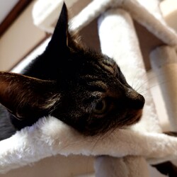 「新しいキャットタワー」サムネイル3