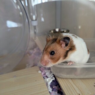 フレンドリーなハムスター
