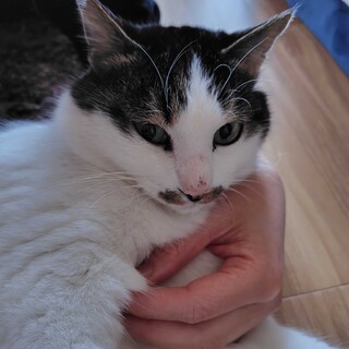 ちょび髭ダンディ・ぽんぽん