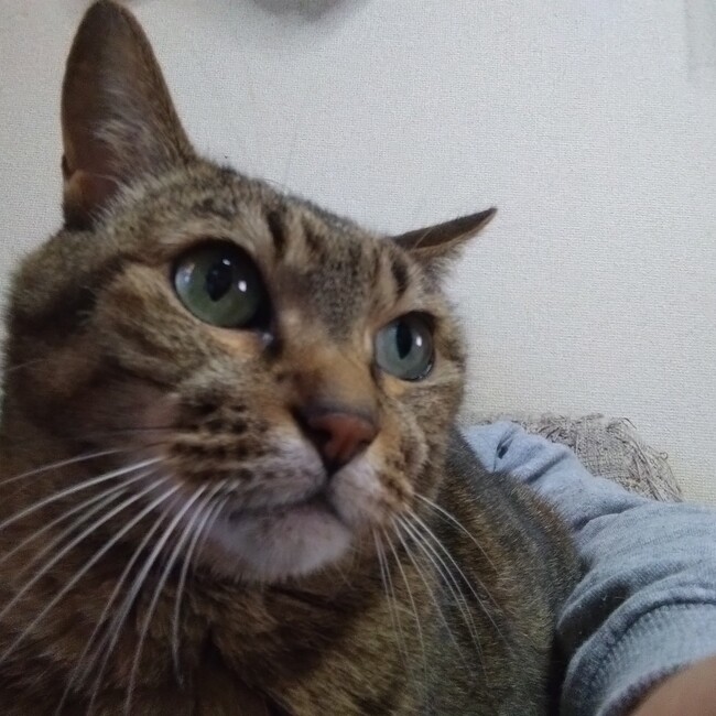 咲耶梵天のカバー写真