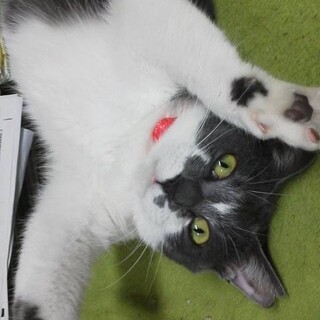 ご高齢の方向け。6歳白チャコールグレー女の子