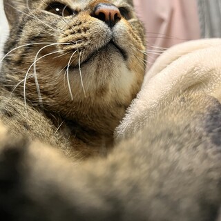 ダイナマイトボディの甘えん坊男子