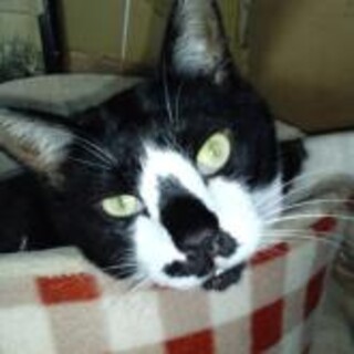 ご高齢の方向け。6歳白黒男の子穏やかな性格