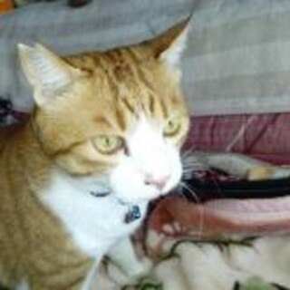 ご高齢の方向け。6歳ちゃしろ男の子