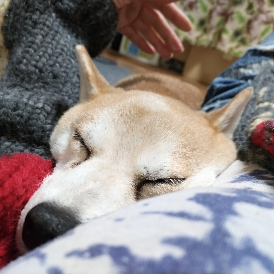 はなのカバー写真