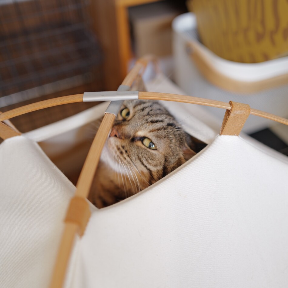 ハルのカバー写真