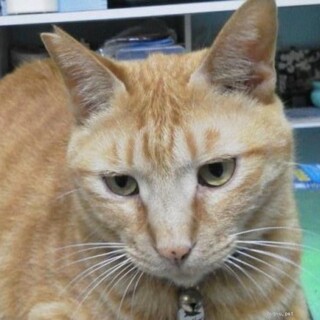 ご高齢の方向け。6歳ちゃとら男の子