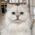 多頭飼育崩壊からの保護猫チンチラシルバー