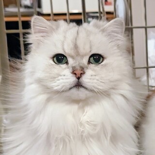 多頭飼育崩壊からの保護猫チンチラシルバー