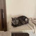 人間大好き、猫はニガテなクロ