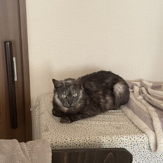 人間大好き、猫はニガテなクロ