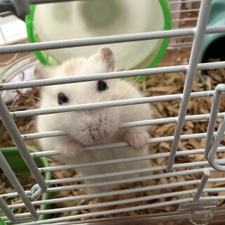 ジャンガリアンハムスター（イエロー）