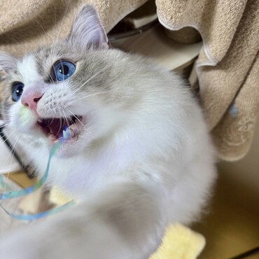 リボンが大好き