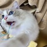 リボンが大好き