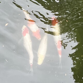 鯉の里親さん募集します。