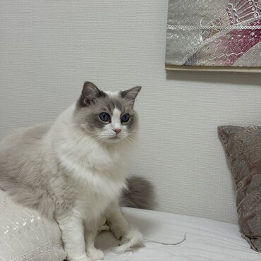 呼び声は、ぷるるるる
