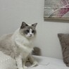 呼び声は、ぷるるるる