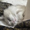 ねんね
