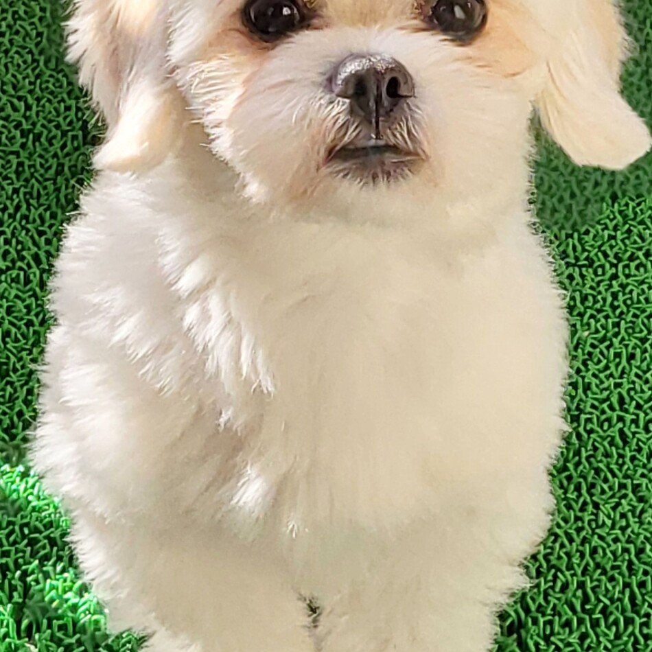 もものカバー写真