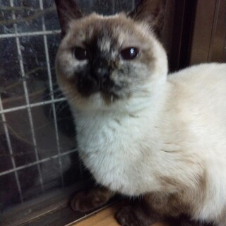 ラブ・シャァ猫をならしたら、姫猫に変身