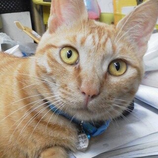 ご高齢の方向け。6歳ちゃとら男の子