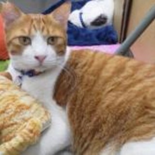 ご高齢の方向け。6歳ちゃしろ男の子