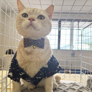 イケメン拗らせ王子、ショウちゃん