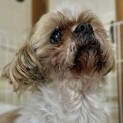 飼い主さんが亡くなってしまったシーズーの里親募集