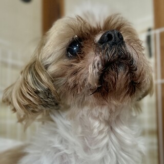 飼い主さんが亡くなってしまったシーズーの里親募集