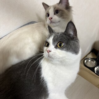 ブリティッシュショートヘアとラグドールの男の子